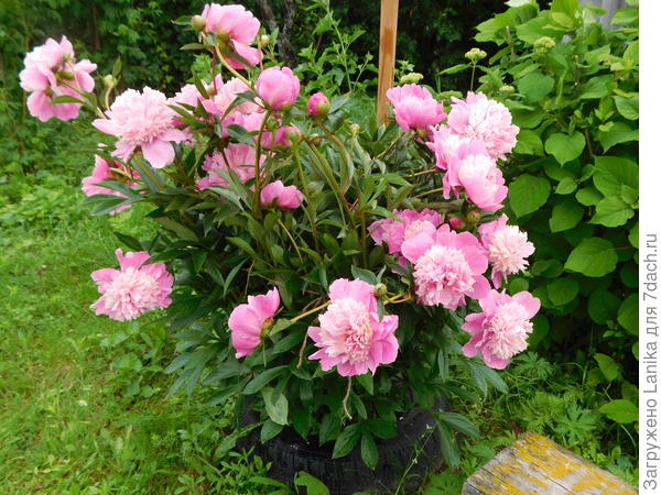 куст с тонкими цветоносами, цветы ниспадают вниз. Но я его подвязала только после того, как его во время ливня весь разметало...