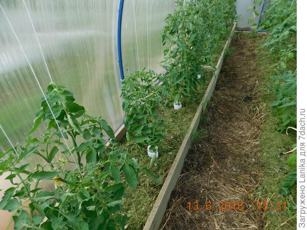 В теплице - скошенная трава и сено.