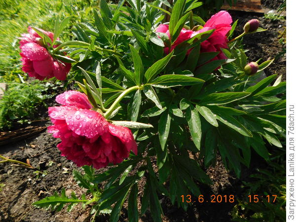 Тоже молодой кустик от подруги, зацветает пораньше.