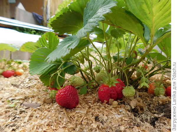 Ягоды не гнили, под новые розетки раздвигала опилки, чтобы усы могли укорениться. Это ремонтантный сорт, так что осенью сразу из усов формирую новую грядку, но и &amp;quot;старую&amp;quot; пока не убирала. В этом году она уже 3-х летка, посмотрю... Я к крупноплодным ремонтантным сортам еще только пытаюсь приспособиться. Все так по-разному. От каких-то избавляюсь сразу