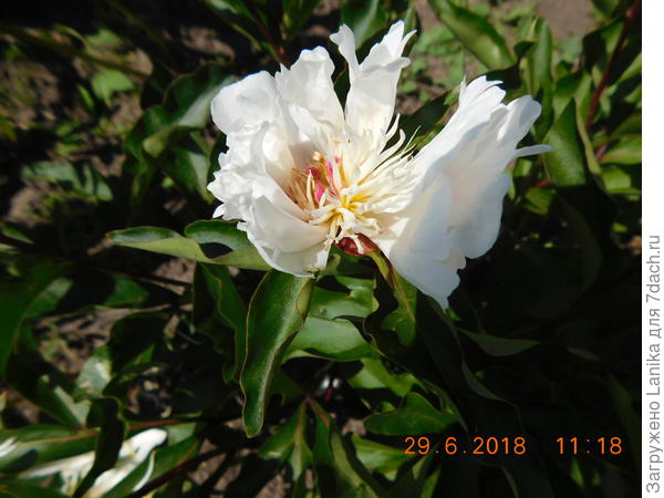 Пока совсем непонятный пиончик, молодой, низкорослый, единственный цветочек застала в полуосыпавшемся состоянии.