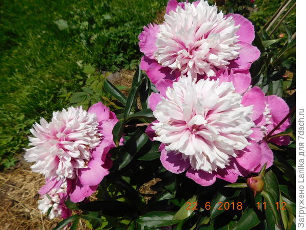 Название сортов не знаю...