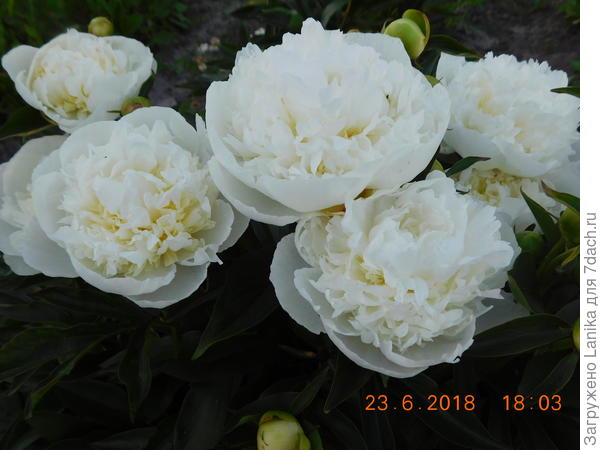 Очень крупные красивые белые...