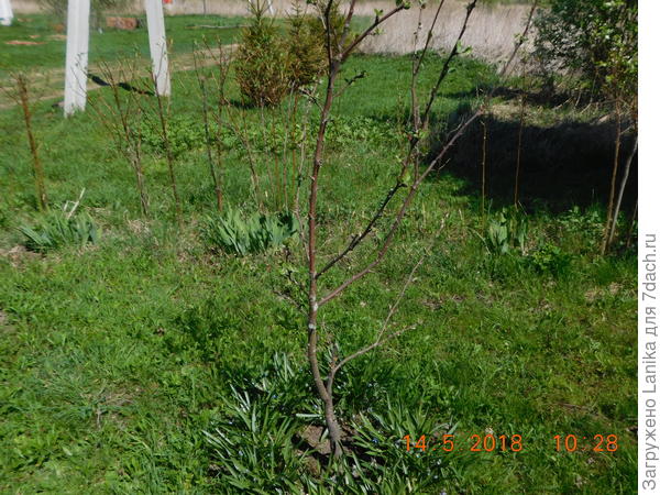 Это весна 2018, яблонька не в полный рост, но и так видно, что она очень мало похожа на 8-летку...