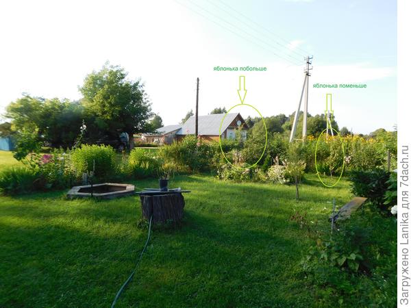 Их почти и не видно, мои яблоньки. Лето 2017