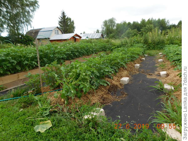 Укладываем спанбонд в междурядья. Этот спанбонд служит нам уже 3 сезона.