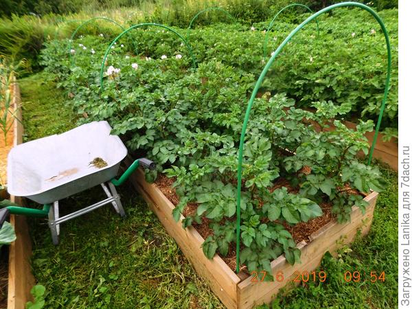 Это картофель в грядках. По примеры Сморчковой Натальи решили подвязывать ботву - в проходе не мешает, траву подкладывать легче.