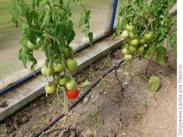 Бедные томаты, торчащие из голой земли, получающие 2 литра воды под корень раз в 2 дня... Фото 2017 года.