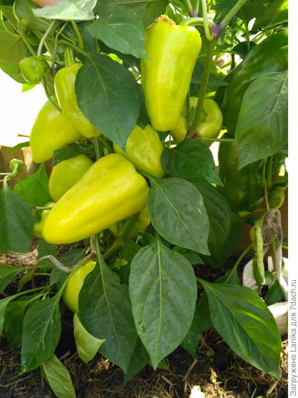 Теперь все, что растет в теплице, и не только в теплице, замульчировано слоем 10 - 15 см. Фото 2019 года.