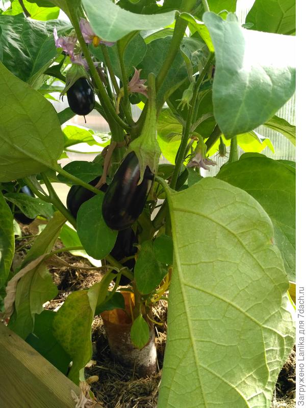 Тут видно - мульча (измельченная трава из газонокосилки) уже осела, нужно добавлять. И обильно проливать водой, чтобы вся почва в коробе и вся мульча были влажными. Фото 2019 года