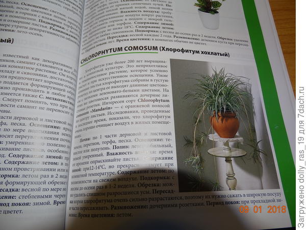 Текст о хлорофитумах из первой книги