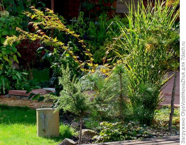 Здесь при старании можно увидеть три клена...Фото было  &quot;общим&quot;, поэтому акцента не делалось ...