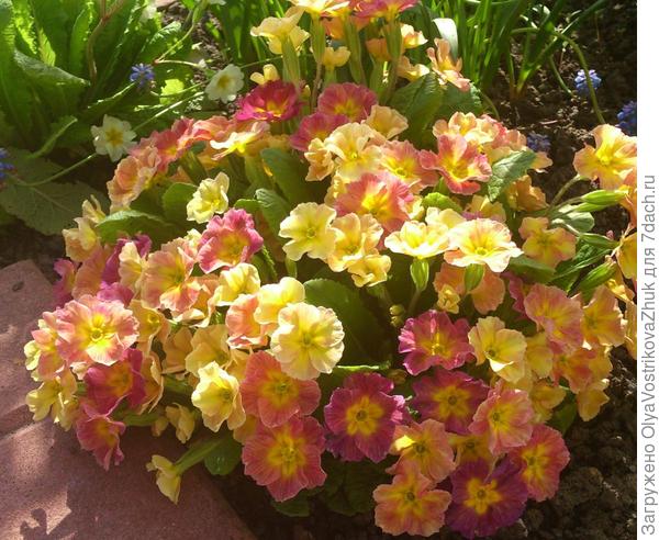 Примула. Красиииивая!...меняет цвет от желтого до терракотового через оранжевый...