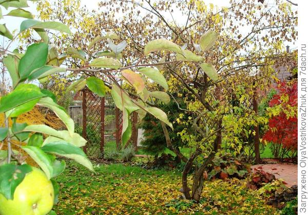 Это мой любимый клен.Осенью.