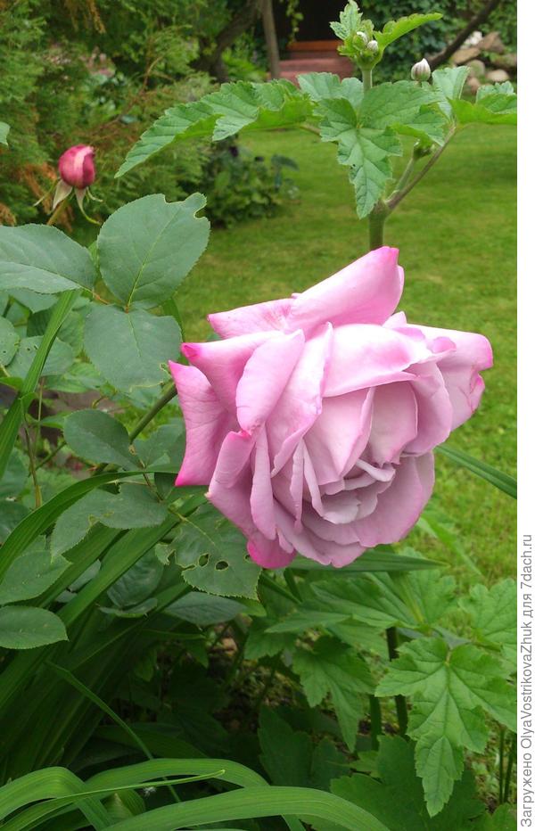 И королева, конечно, как же без нее...