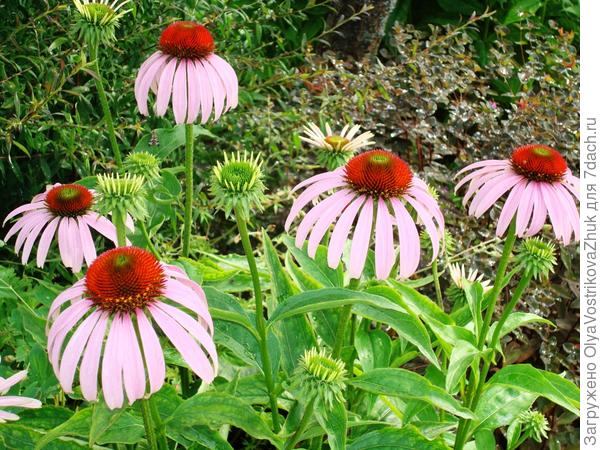 Эхинацея пурпурная.