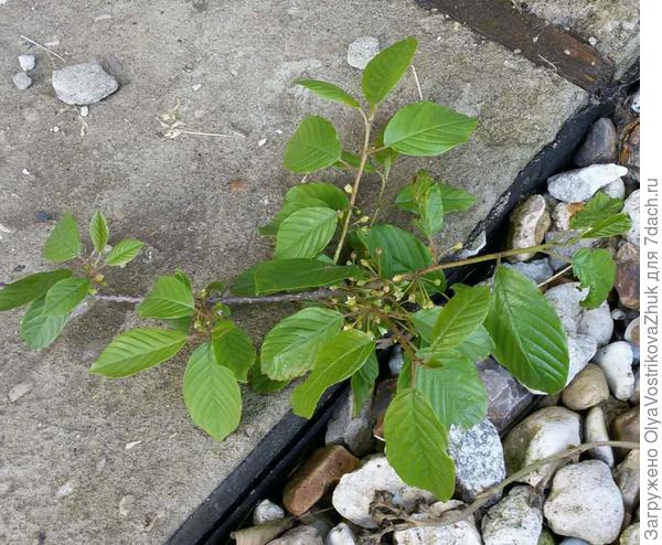 Отрезанная веточка от &quot;бересклета&quot;.