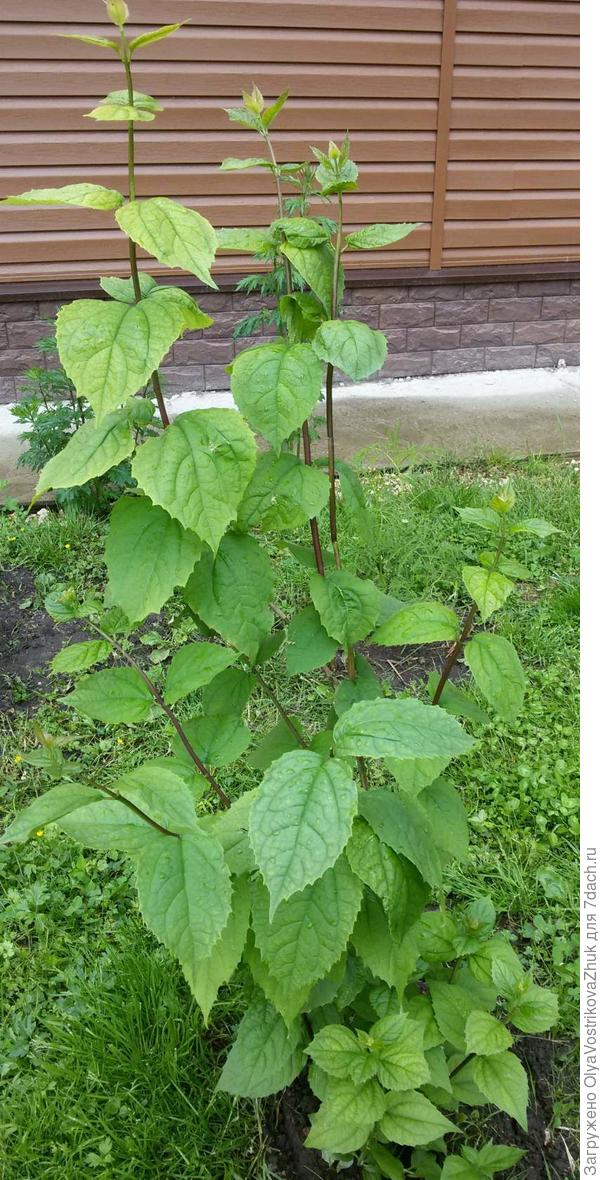 Это - чубушник?