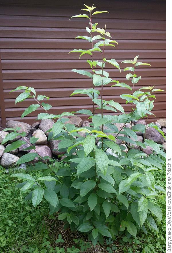 И это он же. Черемуха?