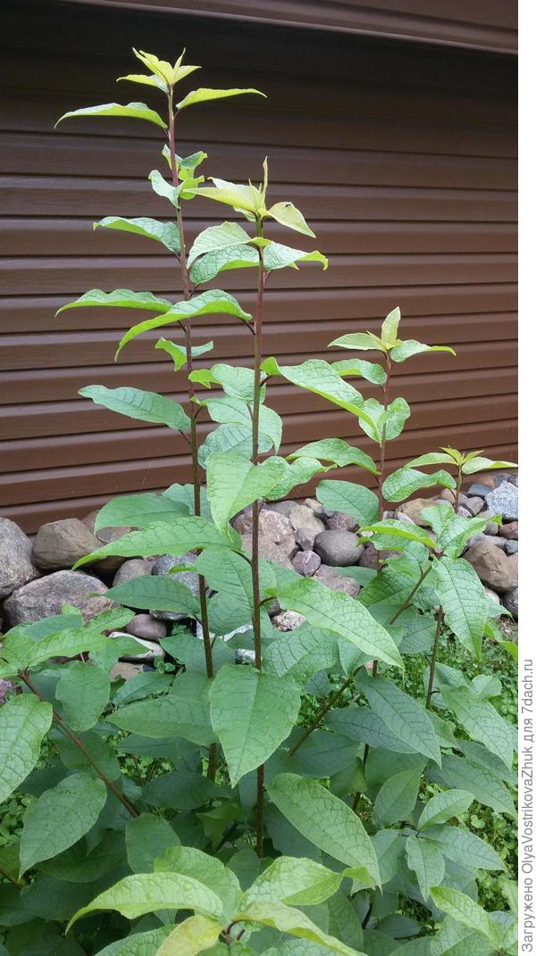 Это тот же кустик.