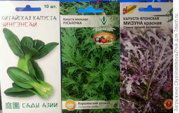 Я в этом году купила вот эти сорта , собираюсь посеять их в июле, вместе с горчицей листовой и редькой. Весной больше сеять не буду, постоянно уходит в цвет при весенней посадке.