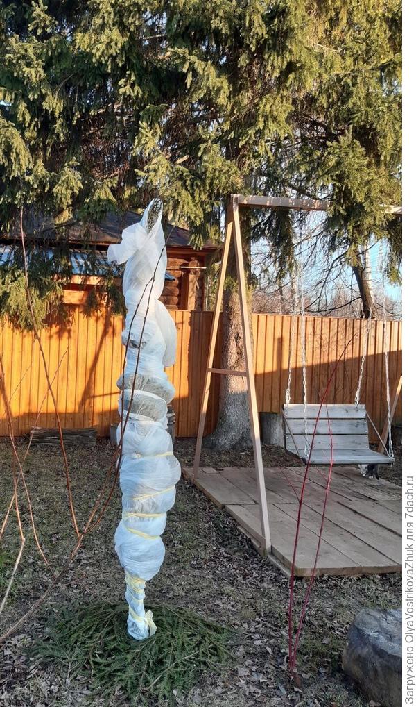 Туя Брабант, 2018 года посадки. Куплена 120 см.