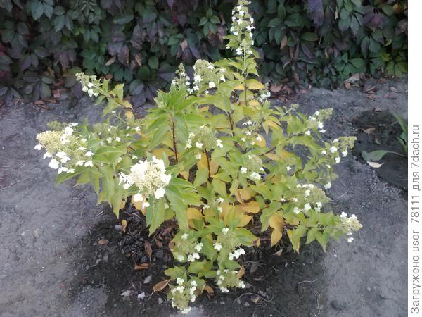 Гортензия в сентябре