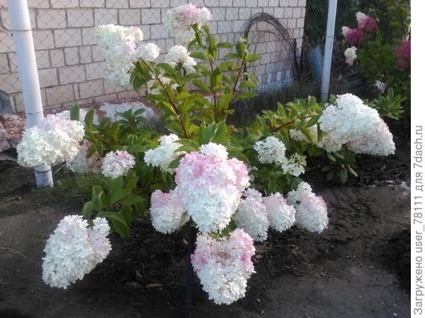 А это ванилла фрейз . Август месяц