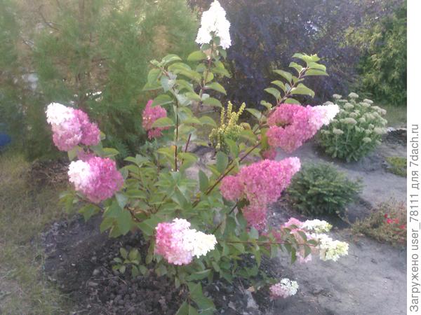 Эту покупал как мельбу