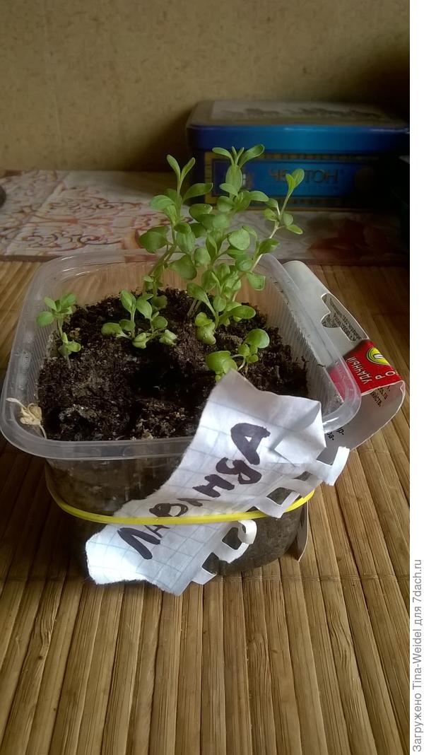 где лавандовое поле в белгороде. Смотреть фото где лавандовое поле в белгороде. Смотреть картинку где лавандовое поле в белгороде. Картинка про где лавандовое поле в белгороде. Фото где лавандовое поле в белгороде