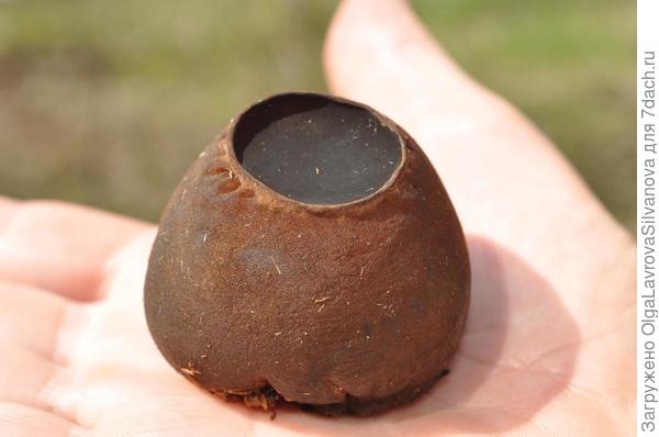 САРКОСОМА  ШАРОВИДНАЯ.