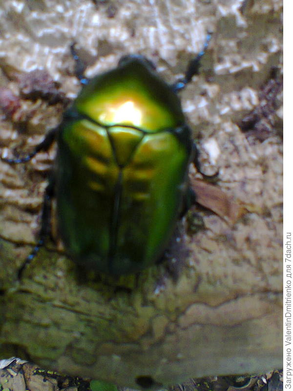 Большая бронзовка