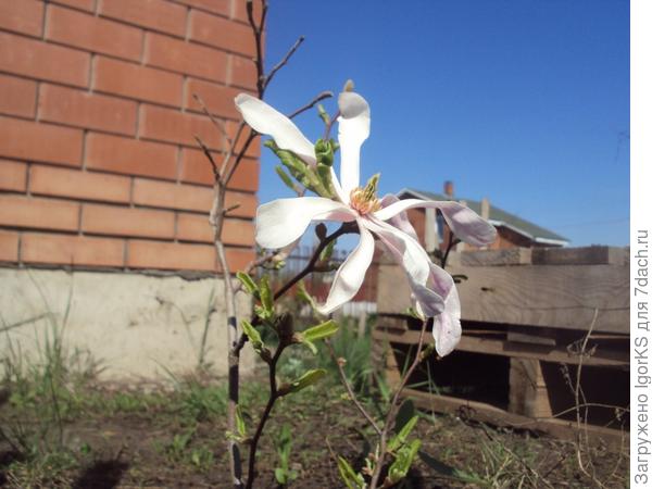 Магнолия