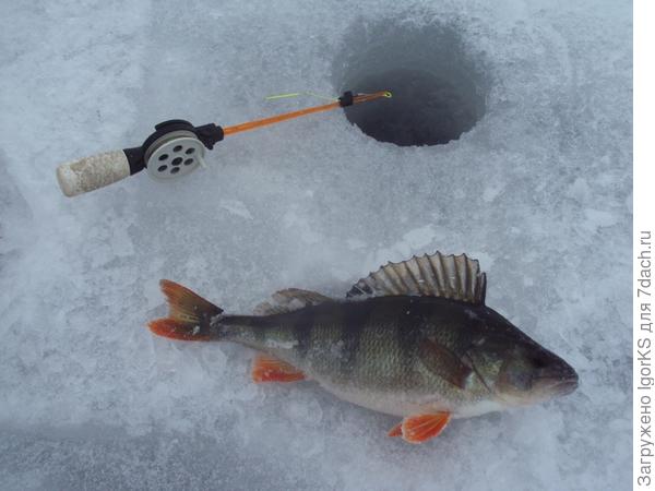 А такое клюет на Волге, правда клев на порядок слабоват, по сравнению с зимой.