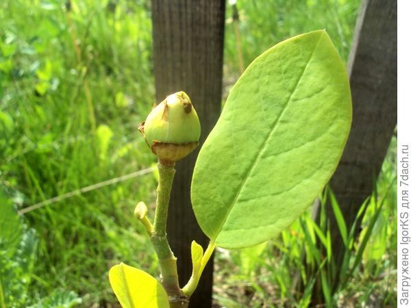 Последний бутон