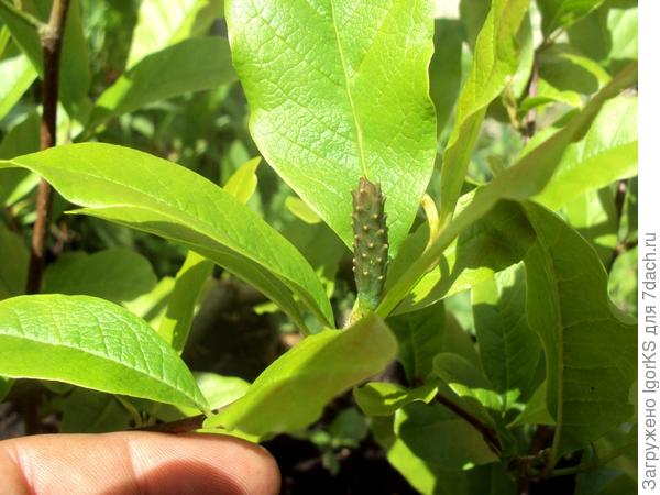 Одна из двух шишек