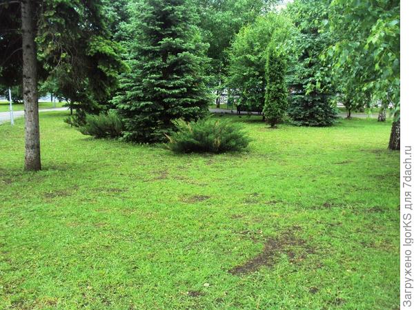 Сквер Высоцкого в Самаре тоже стригут бензиновыми травокосилками