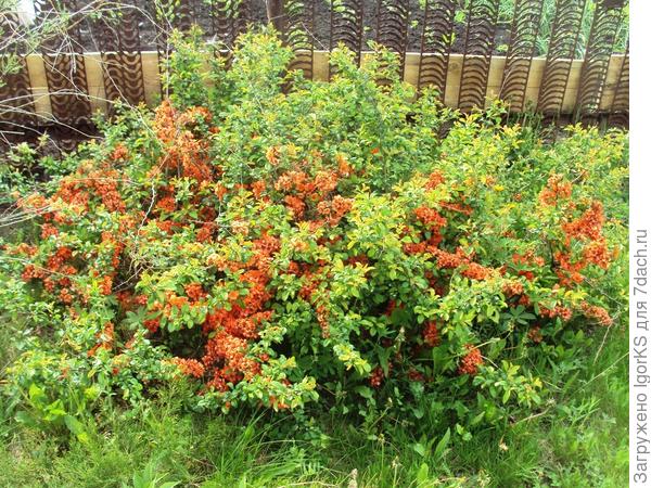 Куст японской айвы из зеленой зоны перед баней
