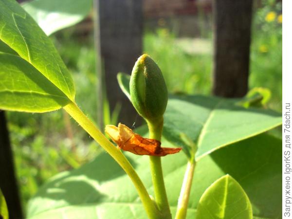 Один из новых бутонов, 12 июня