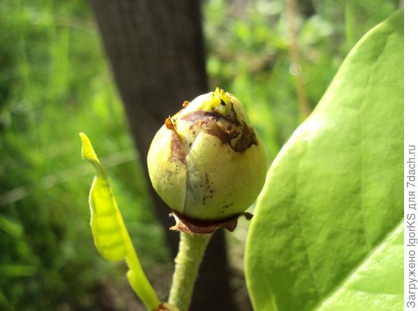 Шишка все время развивалась внутри