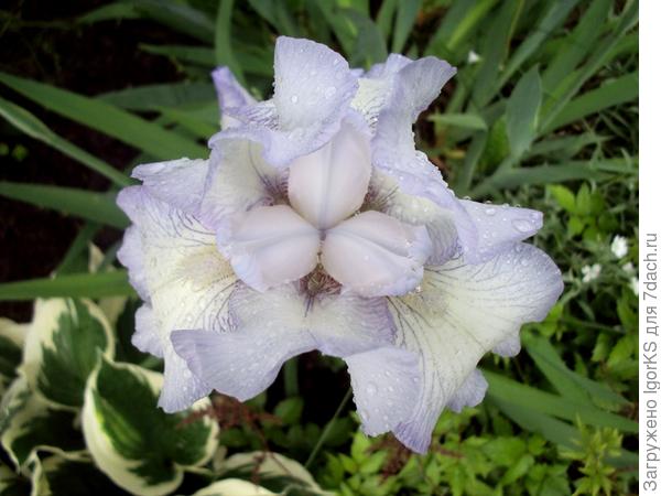 Скоро у вас будет коллекция ирисов)))