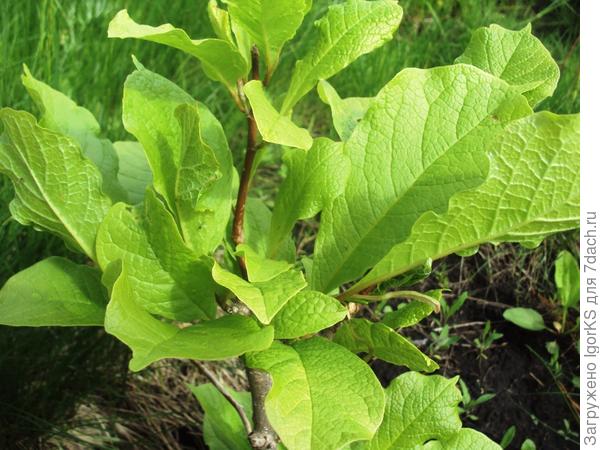 Магнолия Кобус в июне