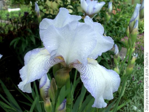 Нежнейший цвет