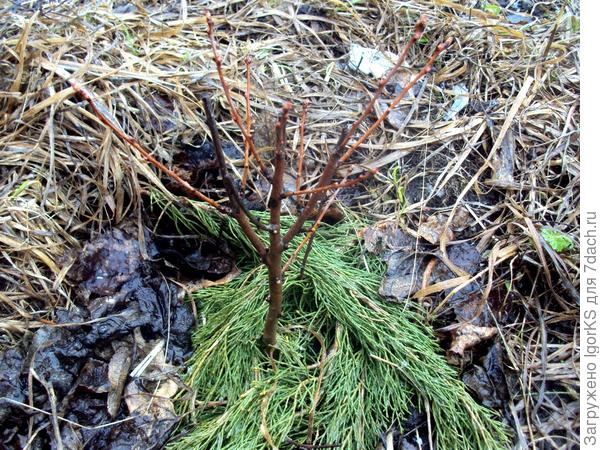 Снял укрытие в начале мая (укрытие из лапника)