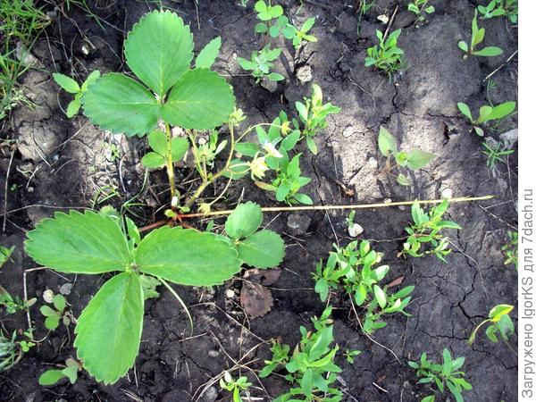 Сельва в начале июня