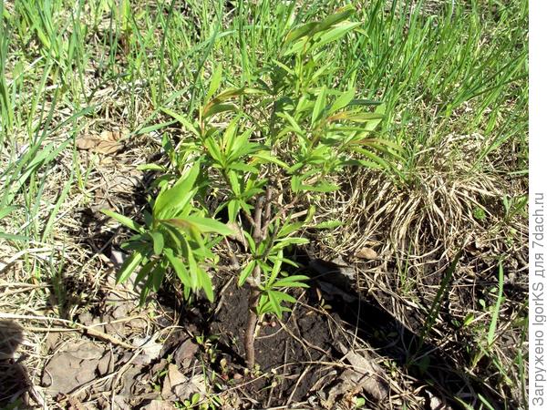 А это он в начале июня