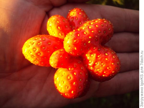 Starberry v západu slunce