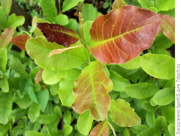 Так выглядят молодые листья на магнолии Лебнера. Затем они становятся зелеными