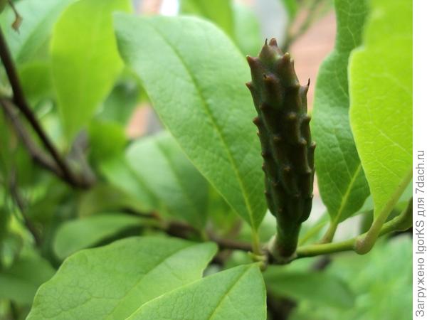 Шишки на Лебнера стали утолщаться