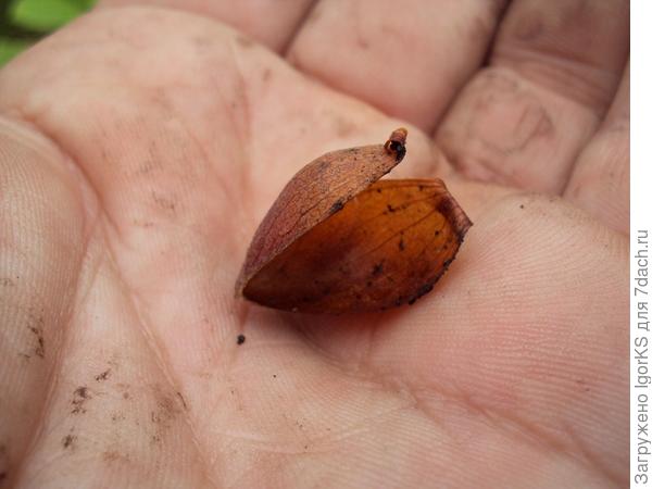 А это защитная оболочка, которую бутон сбросил
